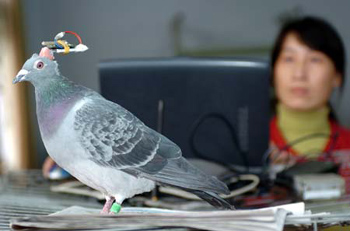 新疆部署“鸽子”无人机监控民众
