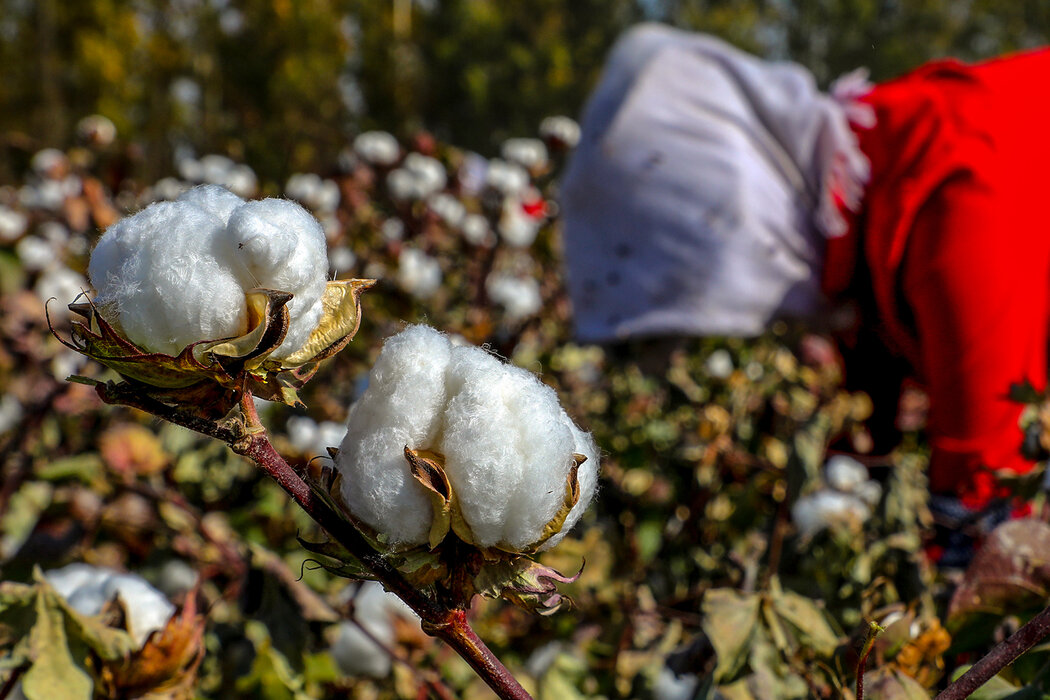 国际品牌的新疆棉困境：如何权衡商业利益和道德声誉