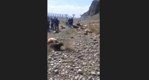 新疆多地维吾尔人涉传谣被捕 哈萨克族牧民遭封控大批牲畜死亡
